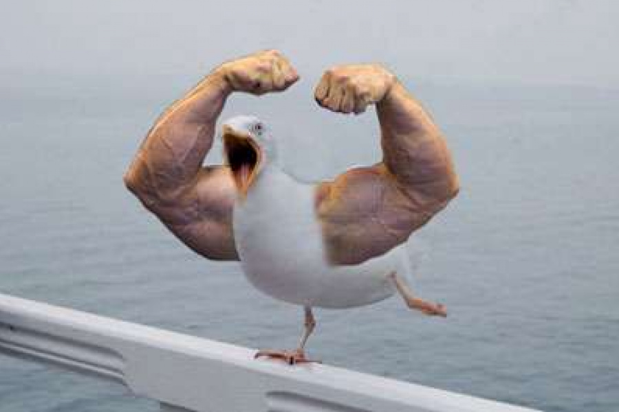 seagull