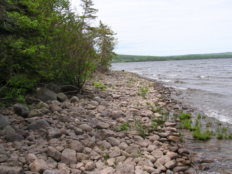 shoreline at Trout Brook